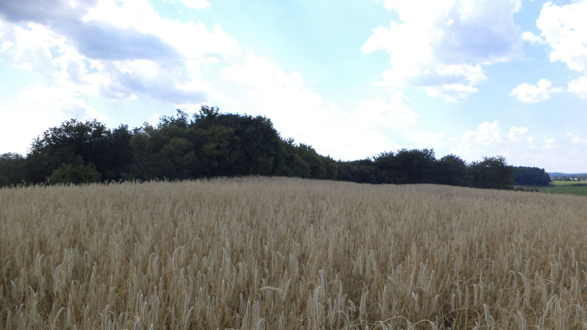 Prodej zemědělský pozemek - Tachov, 27 085 m² - 2