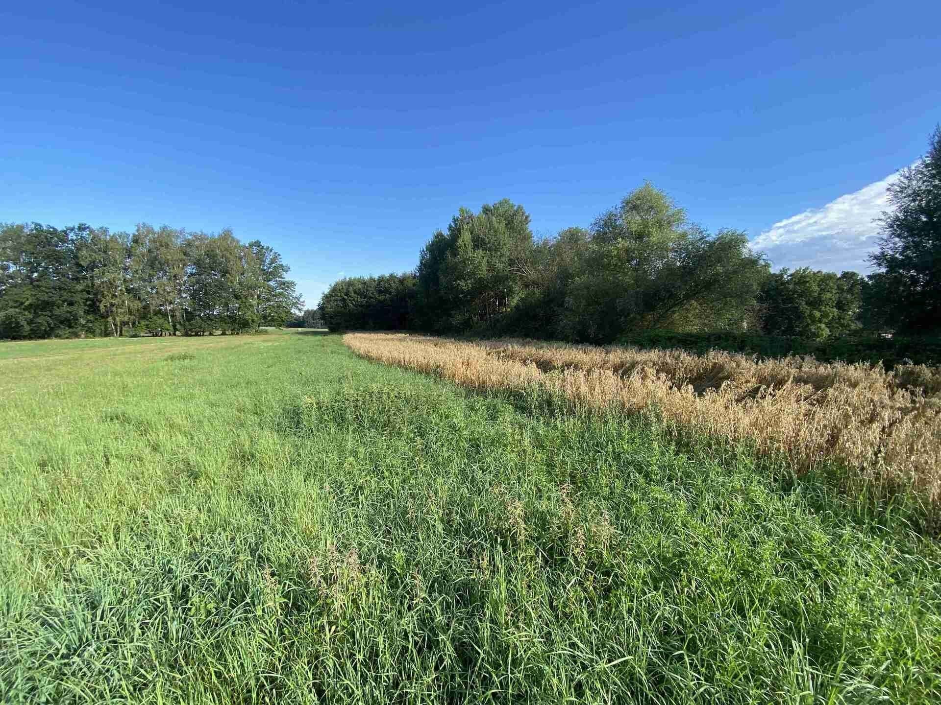 Ostatní, Žíteč, Chlum u Třeboně, 1 m²