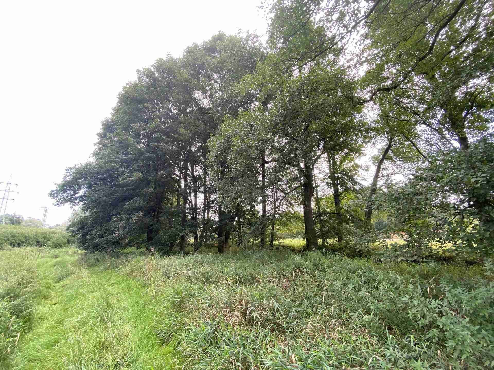 Prodej zemědělský pozemek - Tachov, 2 776 m² - 2