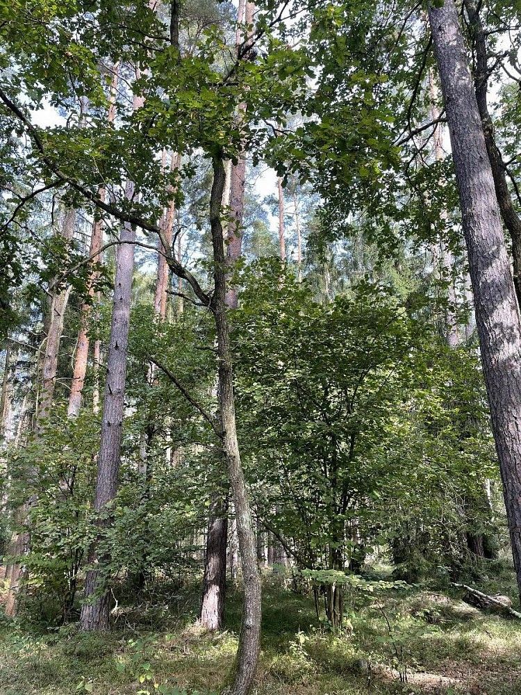 Pozemek · Drahov - Bezvěrov, okres Tábor, Jihočeský kraj - 3
