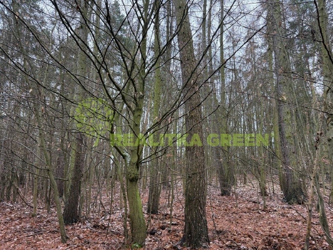 Lesy, Křemenec, Konice, 10 385 m²