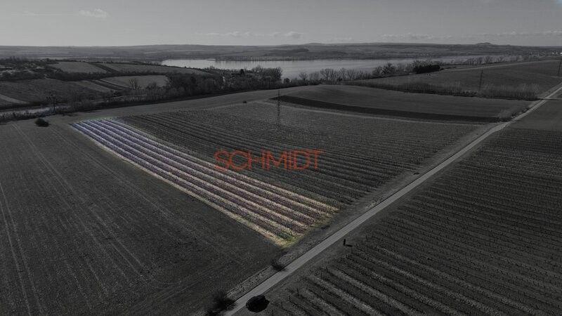 Prodej pozemek pro bydlení - Sedlec u Mikulova, 691 21