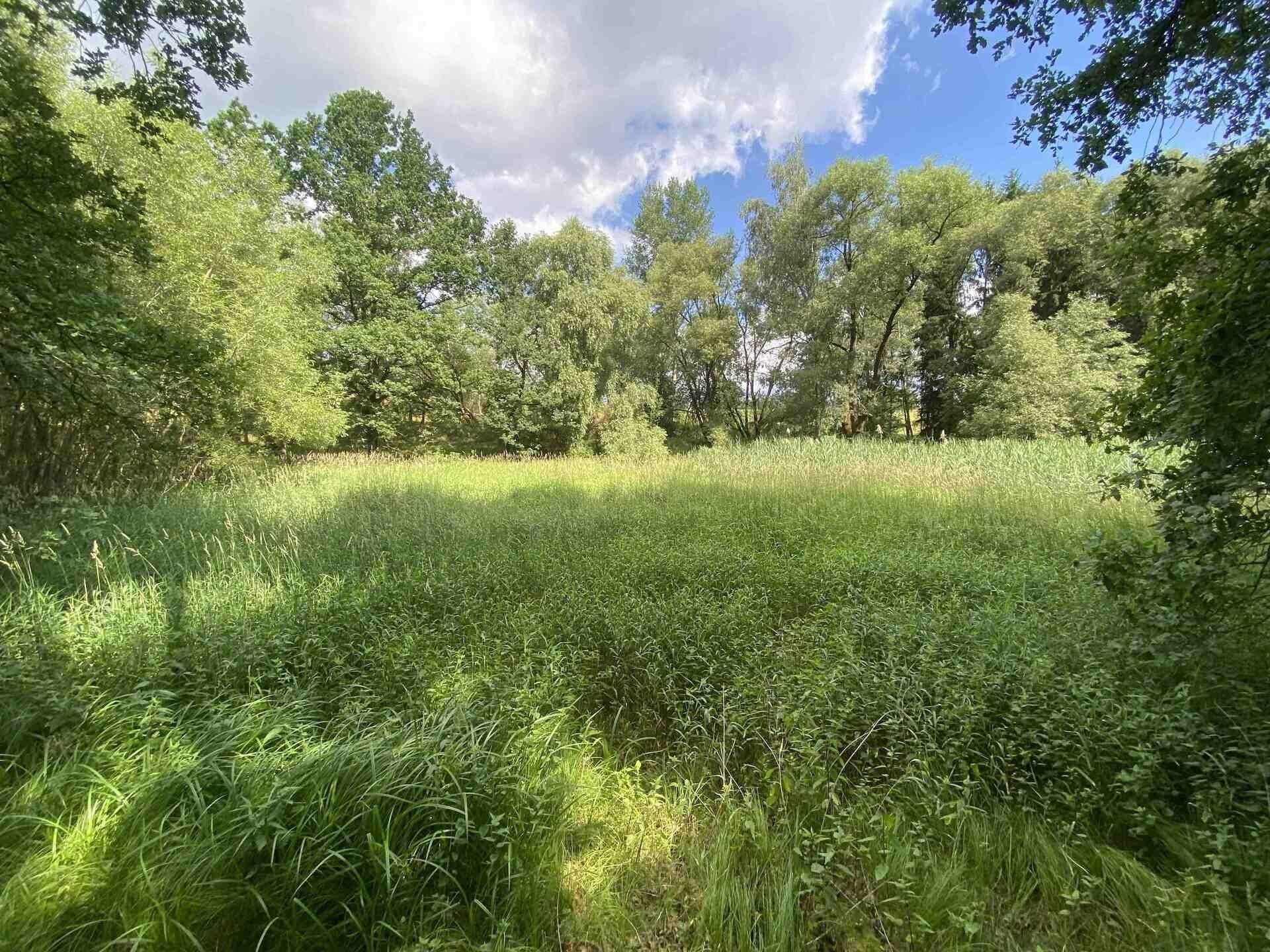 Rybníky, Nové Hrady Štiptoň, 4 246 m² - 1