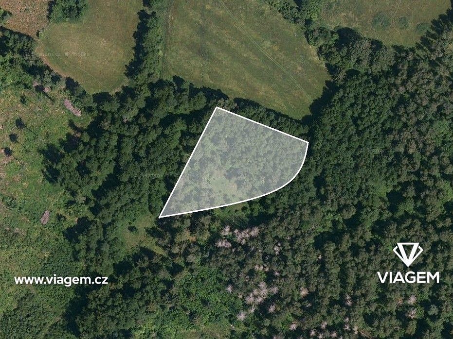 Les · Bukovník, okres Klatovy, Plzeňský kraj - 2