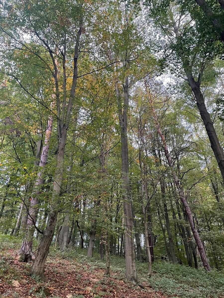 Lesy, Vyškov, 683 34, 2 006 m²