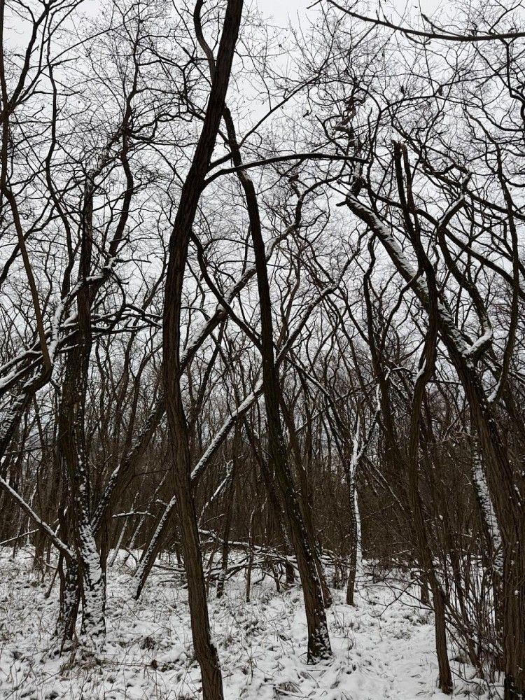 Les · Nikolčice, okres Břeclav, Jihomoravský kraj - 4