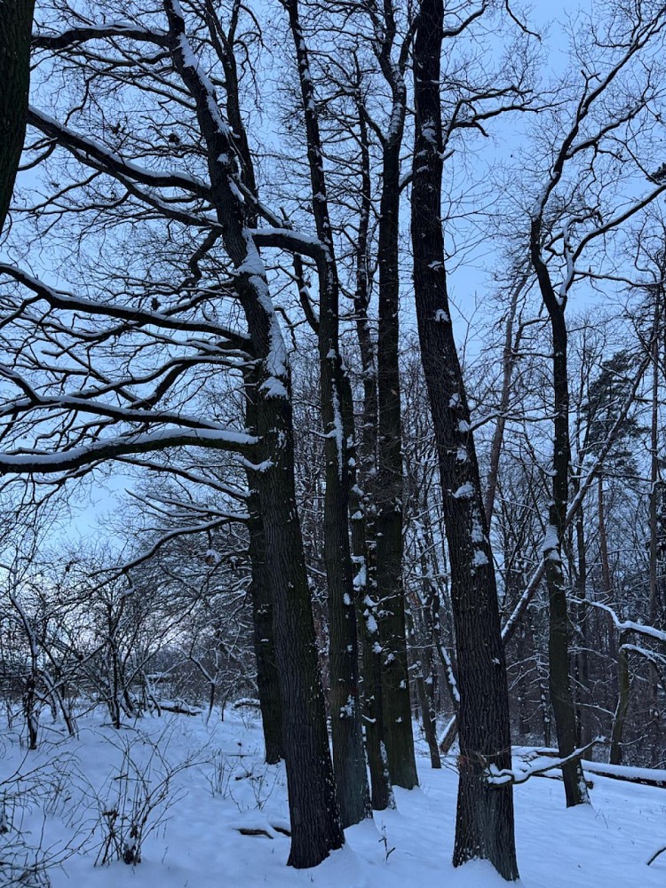 Les · Dobšín - Filipov - 3