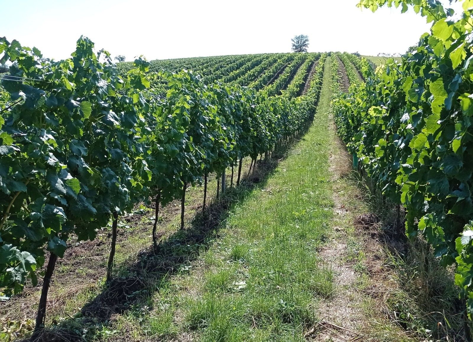 Pozemek · 90 769 m² · Hlavní 88, Dolní Dunajovice - 3