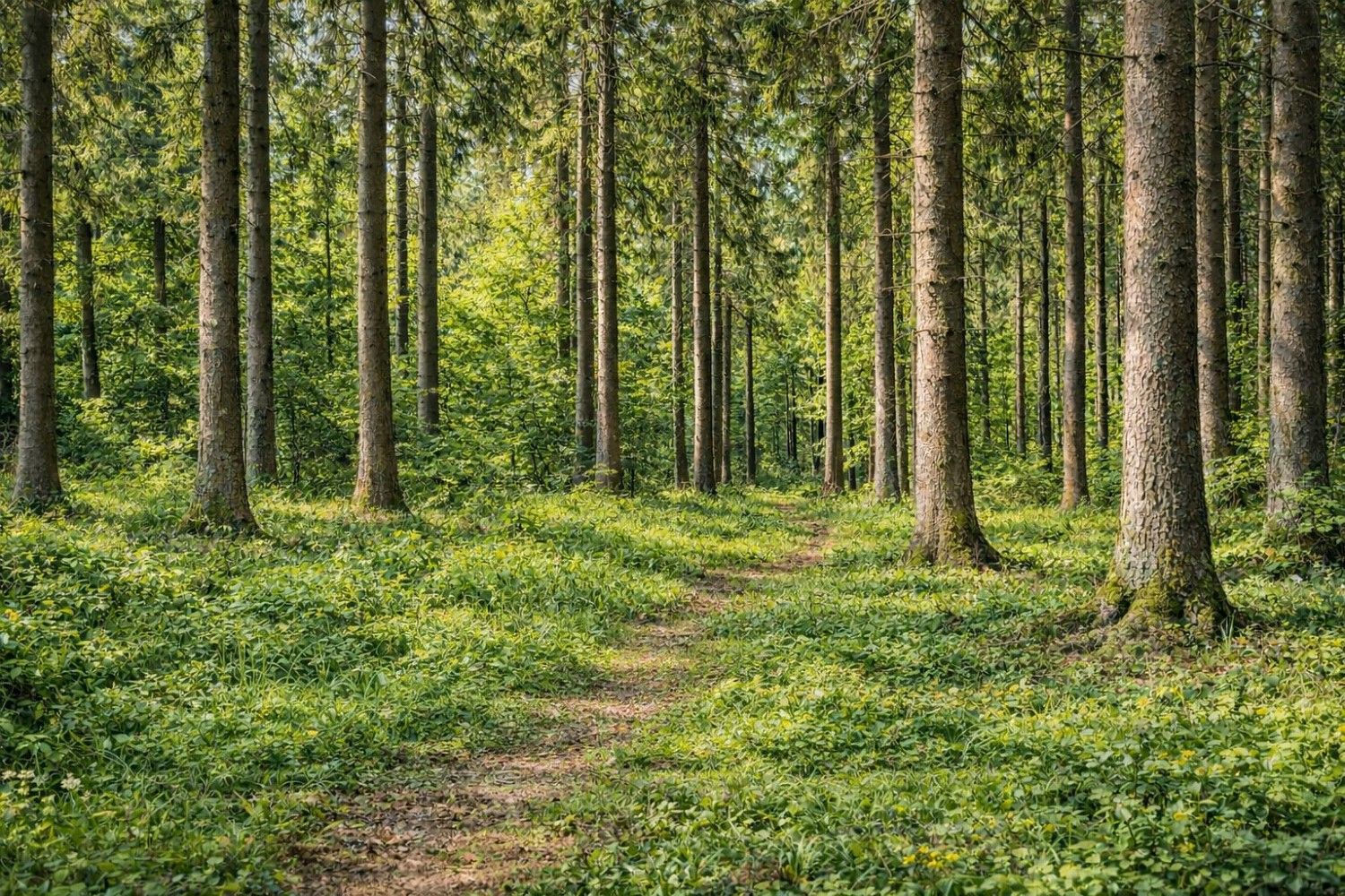 Prodej les - Řečice, okres Pelhřimov, Kraj Vysočina - 2