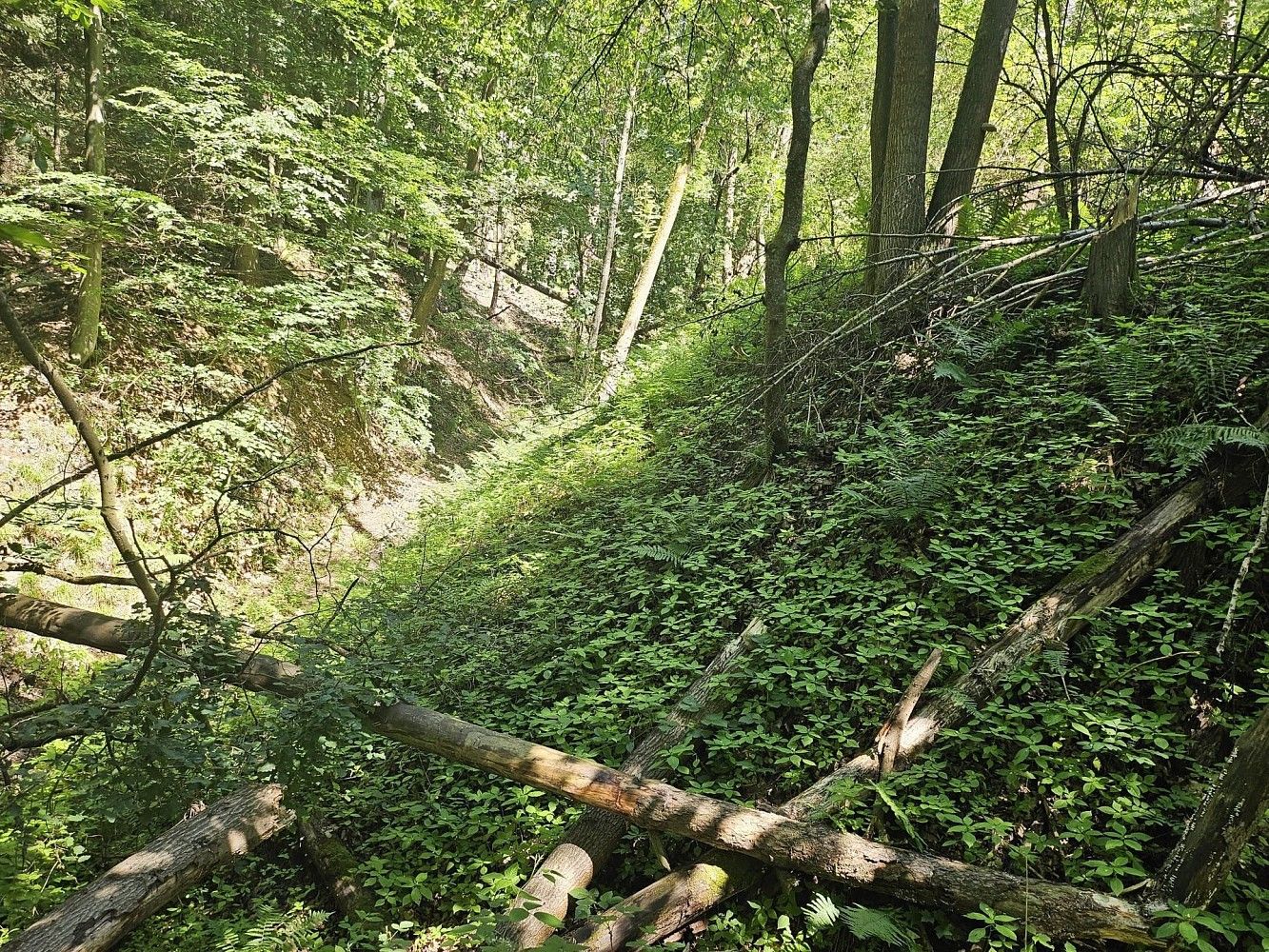 Louka · Boseň, okres Mladá Boleslav, Středočeský kraj - 4