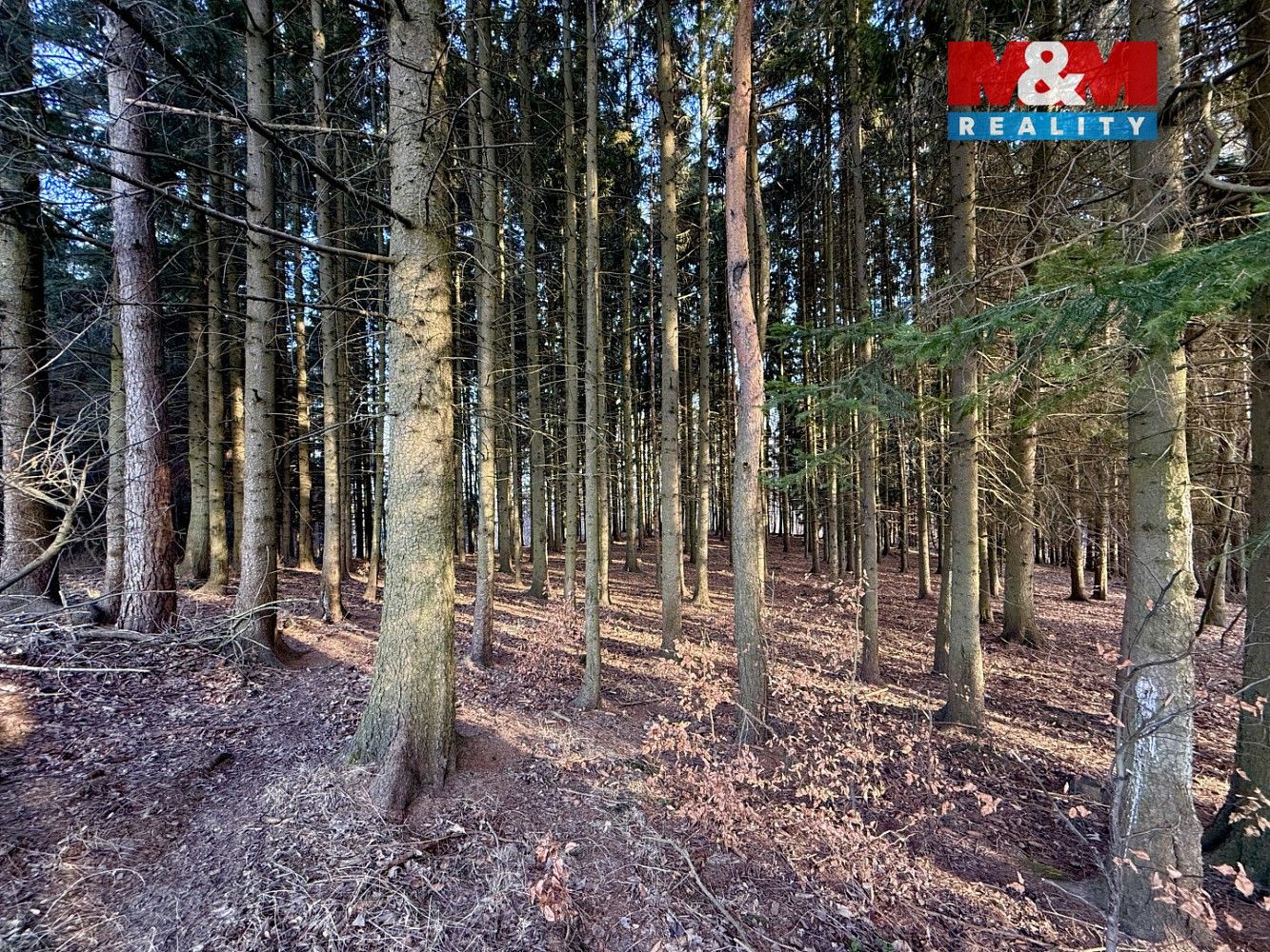 Lesy, Městečko Trnávka - Stará Roveň, okres Svitavy, Pardubický kraj - 2