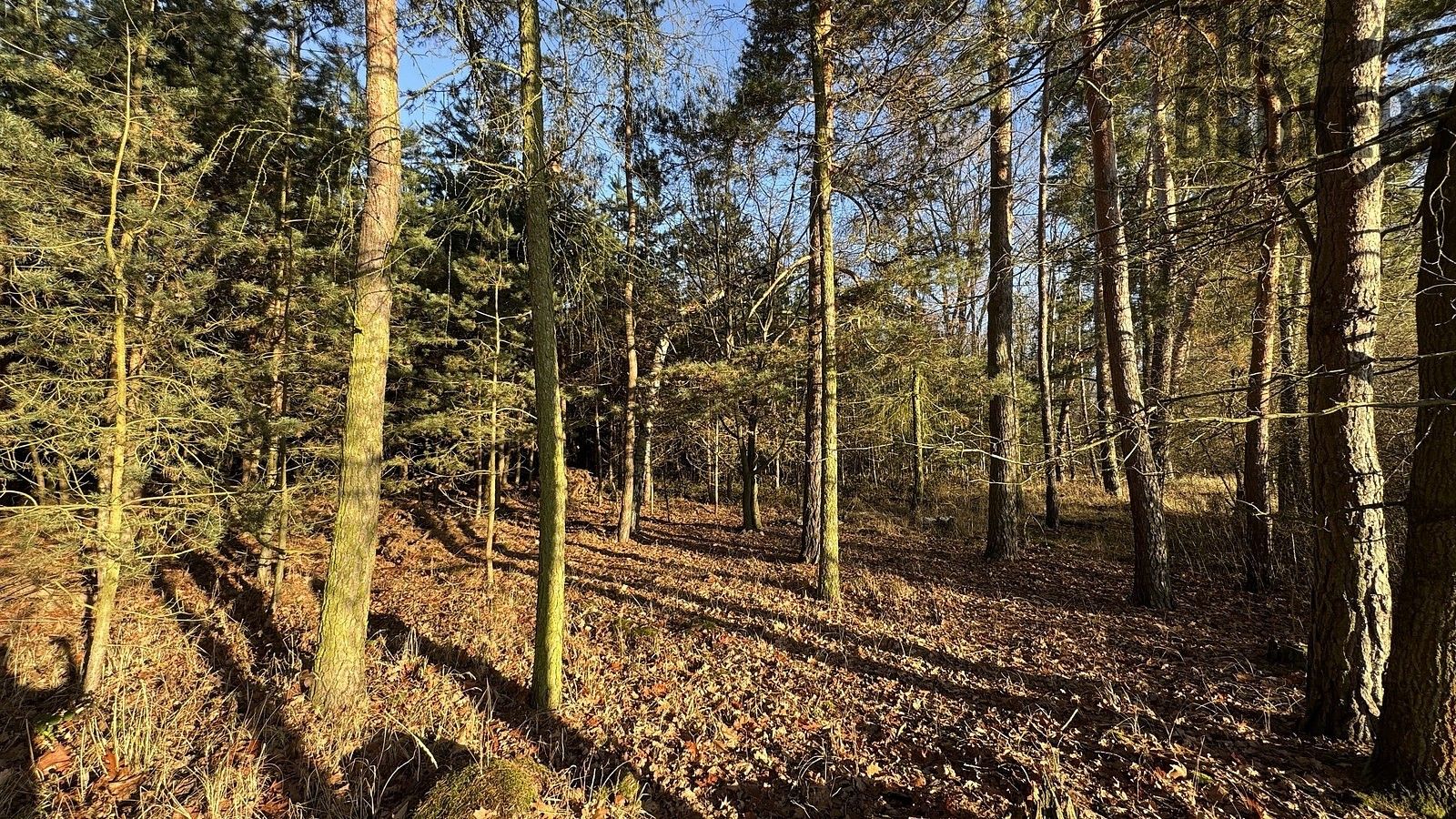 Lesy, Pardubice, Pardubický kraj - 2