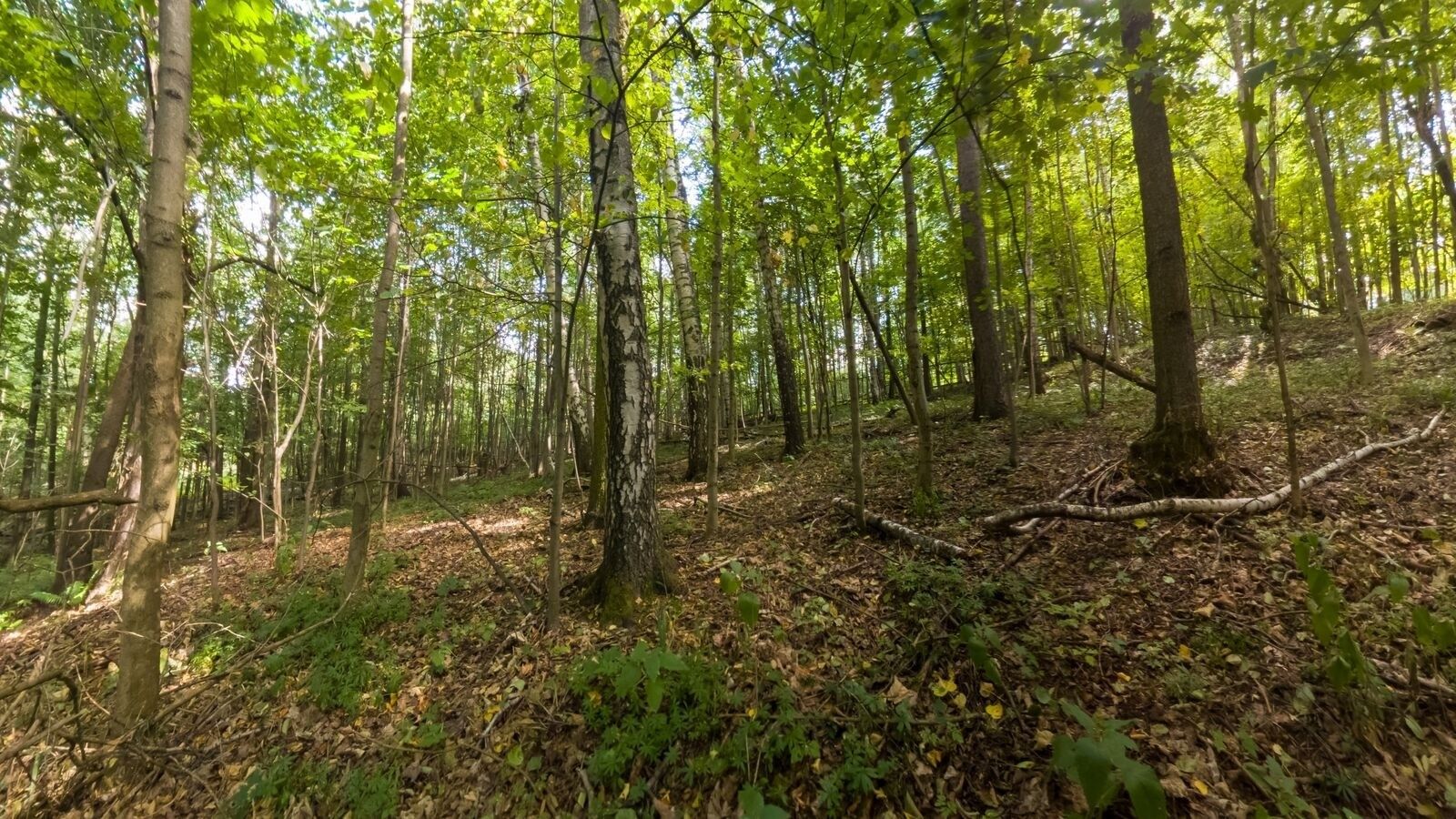 Prodej les - Loučná nad Desnou, 1 276 m² - 5