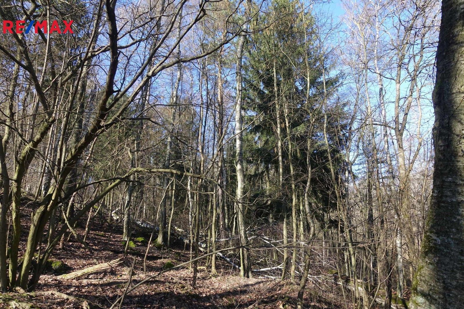 Prodej les - Česká Kamenice, 9 560 m²