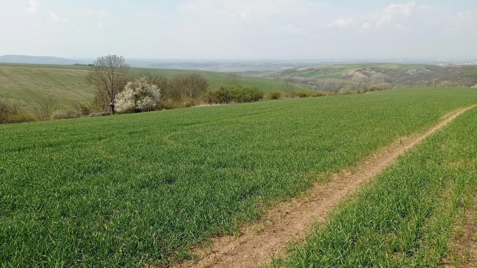 Ostatní