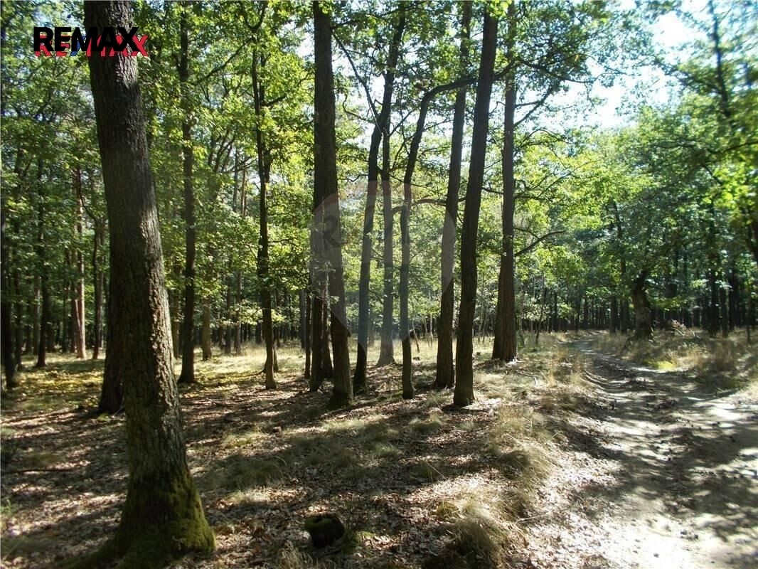 Les · 38 449 m² · Vážany - 4