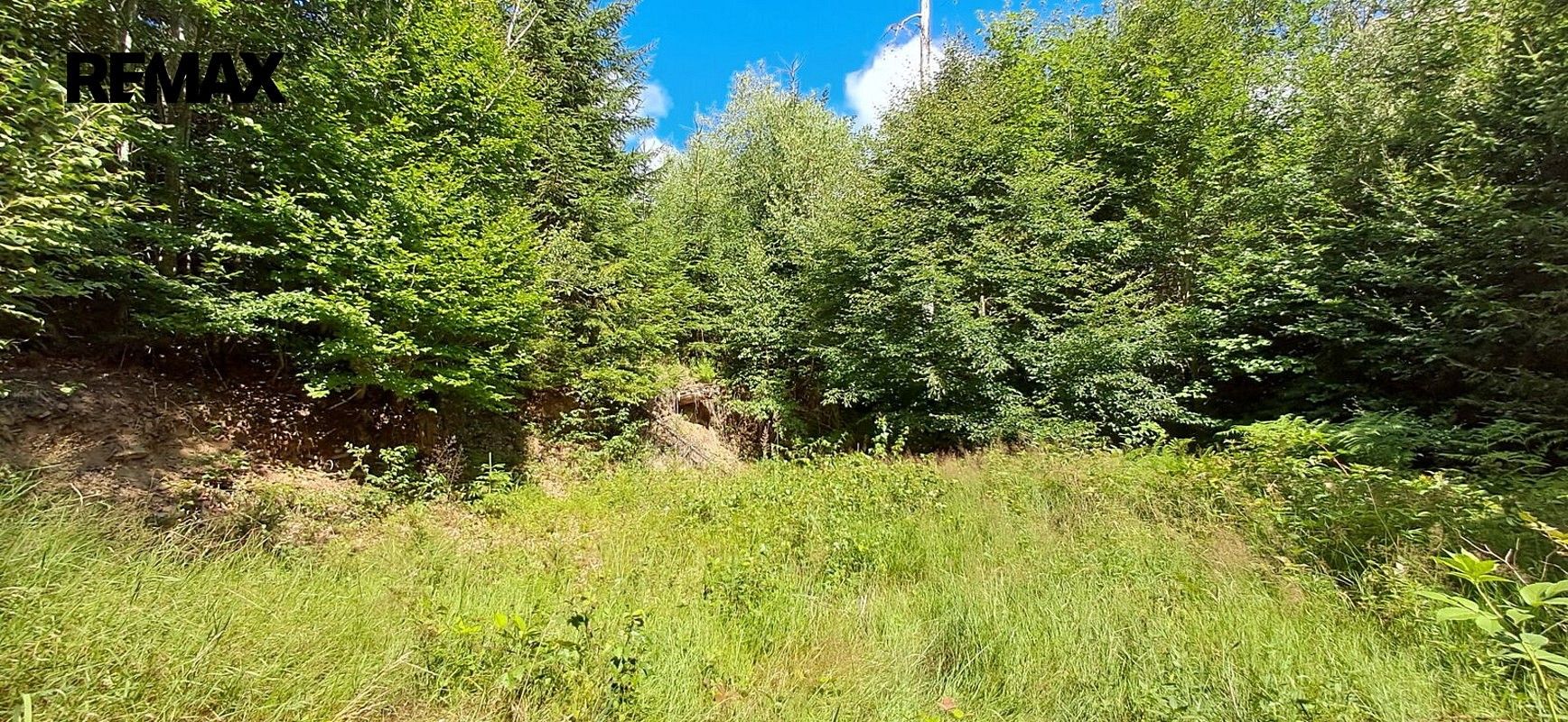 Les · Hlavňovice, okres Klatovy, Plzeňský kraj - 4