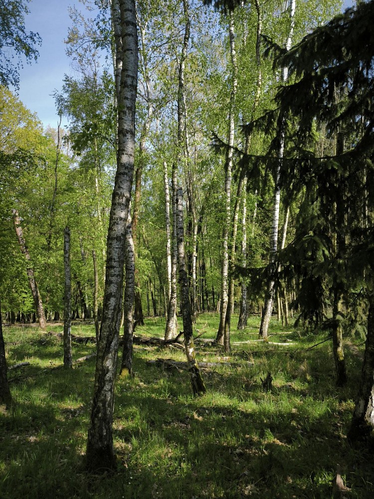 Les · Nebužely - Mikulášovice - 3