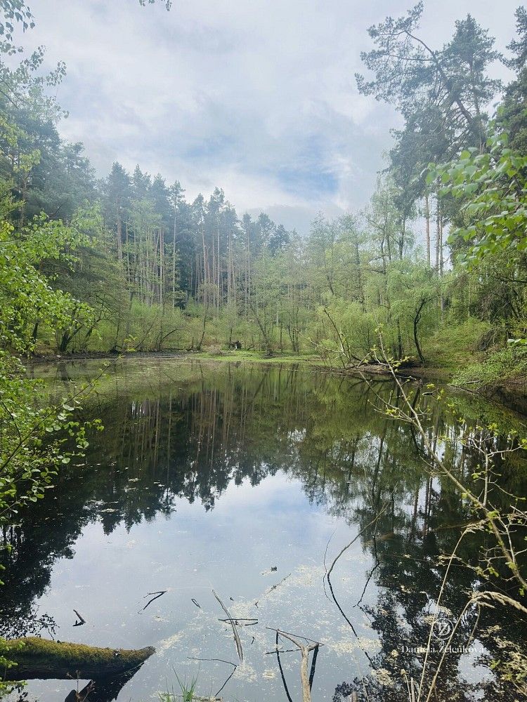 Louka · Čakov - Čakovec, okres České Budějovice, Jihočeský kraj - 4