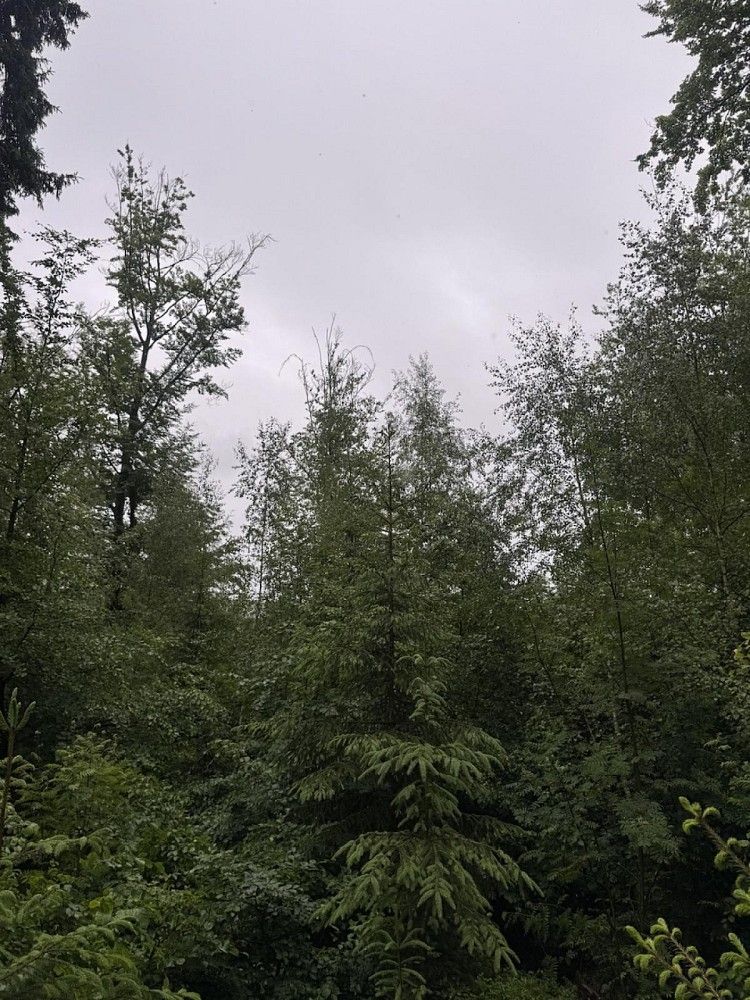 Prodej les - Tanvald - Vlkošov, okres Jablonec nad Nisou, Liberecký kraj - 2