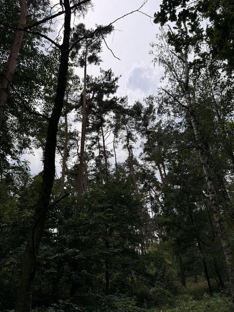 Lesy, Kojice - Dolní Bělá, okres Pardubice, Pardubický kraj - 2