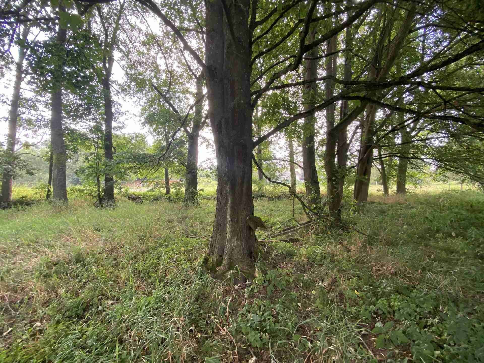 Zemědělský pozemek · 2 776 m² · Tachov - 3