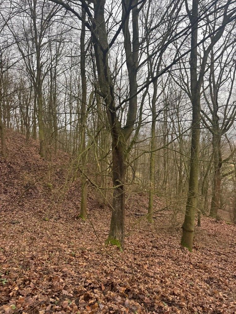 Prodej les - Ryjice - 5