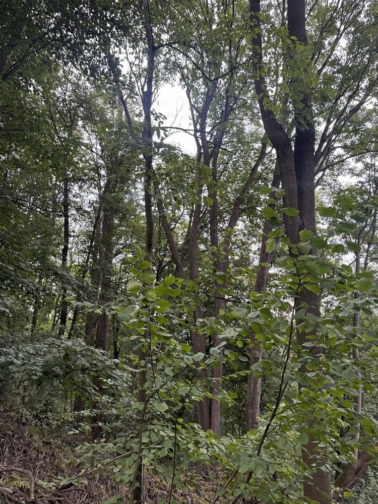 Lesy, Jílové - Kamenná, okres Děčín - 2