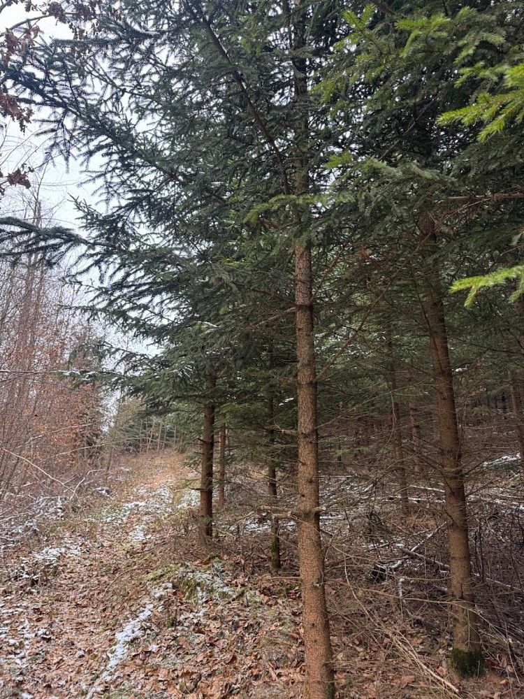 Les · Ublo - Nová Huť, okres Zlín, Zlínský kraj - 3
