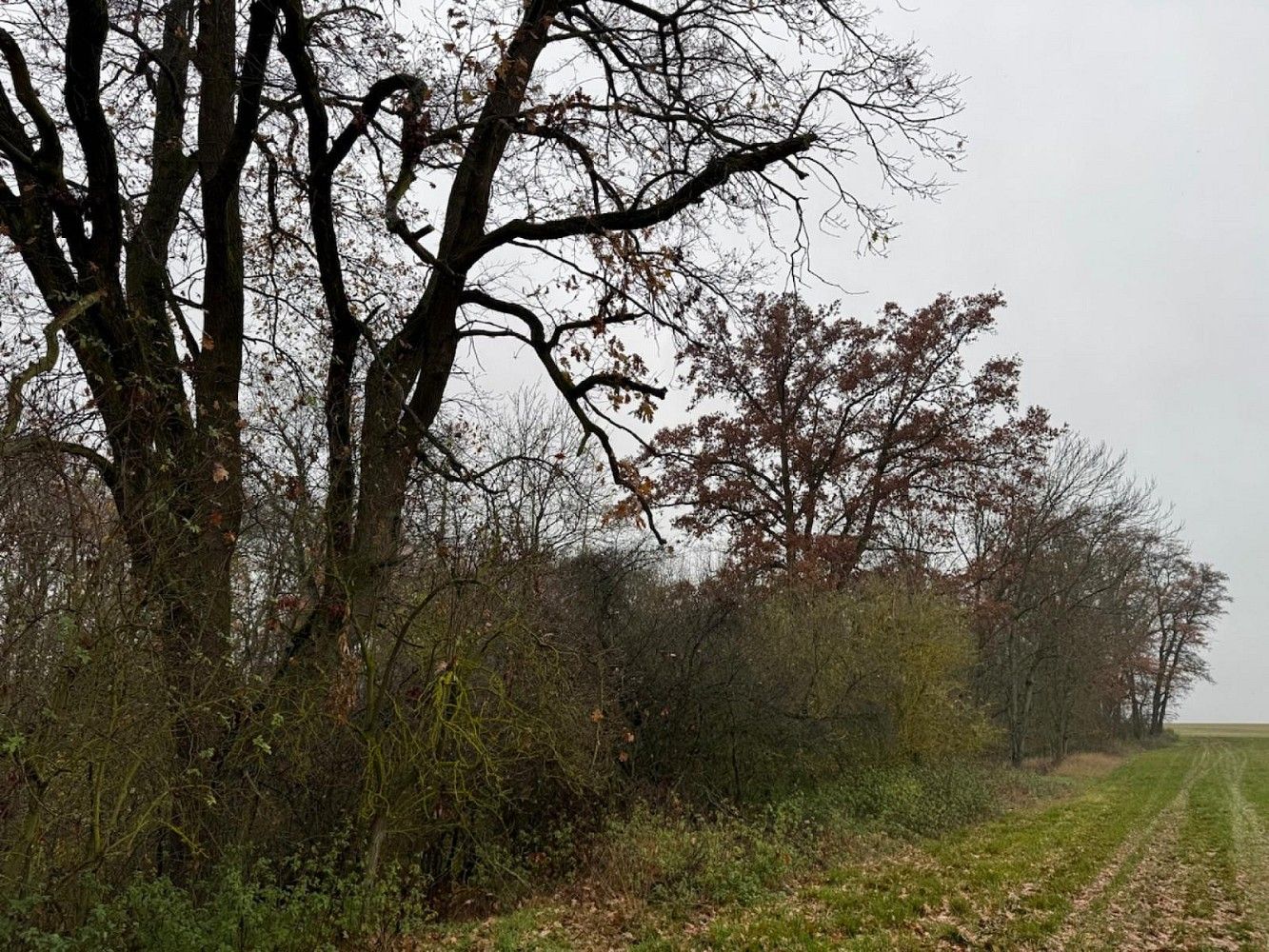 Lesy, Boreč - Drnovice, okres Mladá Boleslav, Středočeský kraj - 1