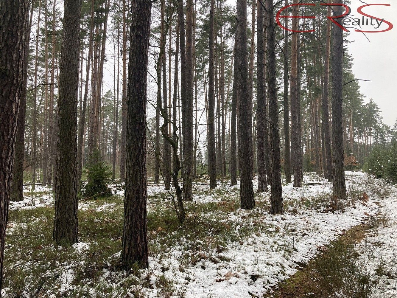 Lesy, Plužná, okres Mladá Boleslav, Středočeský kraj - 2