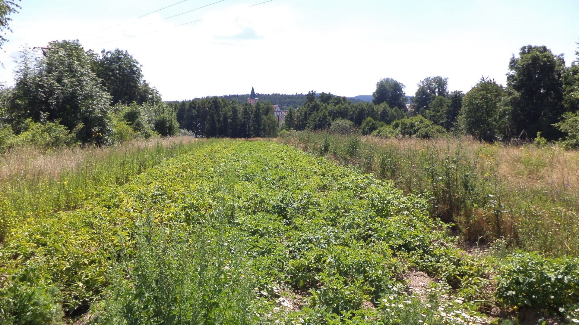 Ostatní, Stráž, 15 644 m² - 2