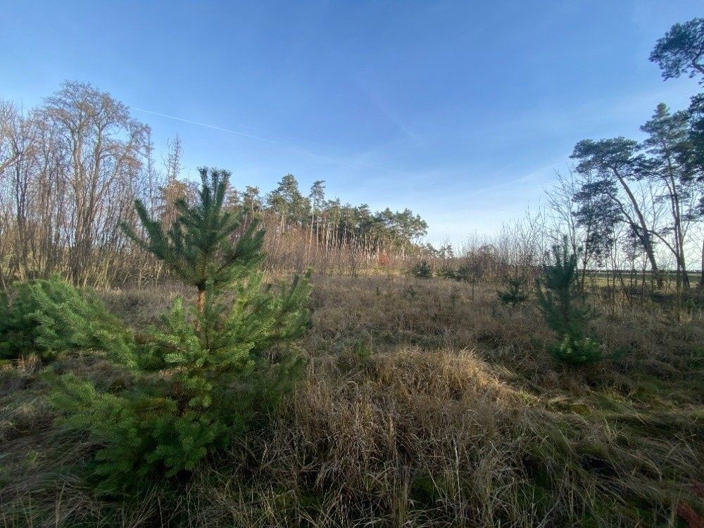 Prodej les - Kostelní Lhota