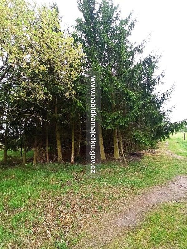 Prodej les - Černošín, okres Tachov, Plzeňský kraj - 5