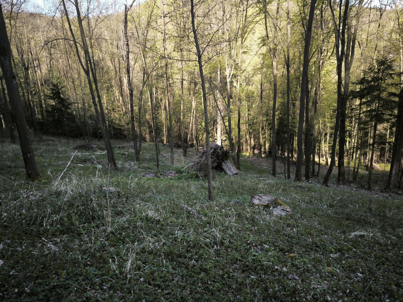 Les · Nemojany, okres Vyškov - 3