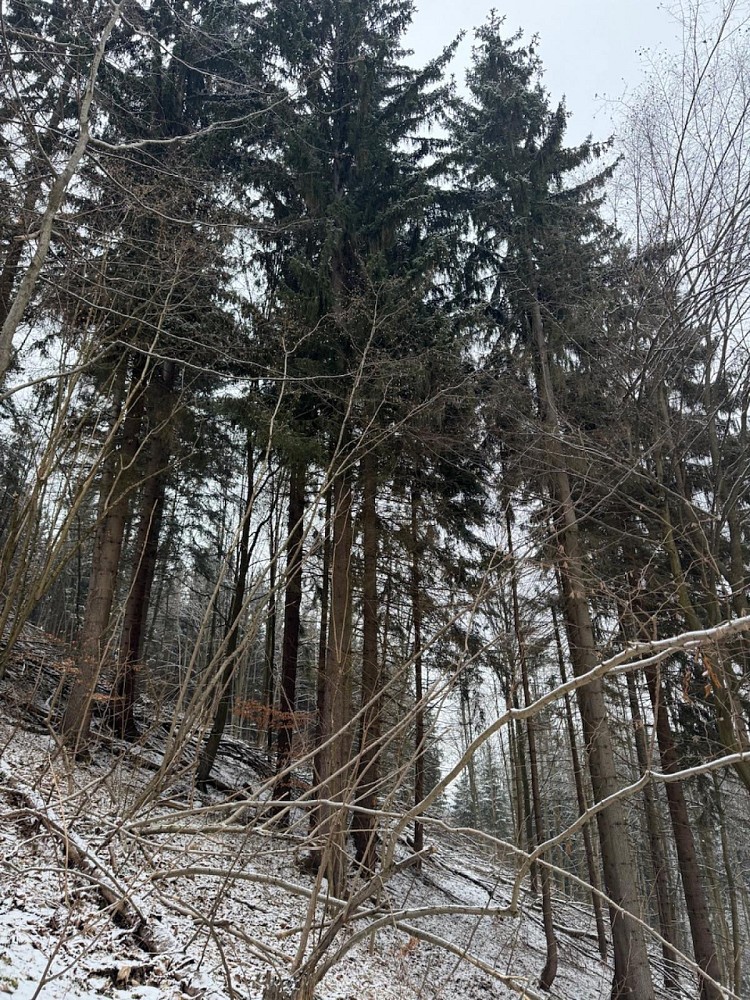 Les · Janová - Česká Bříza - 3