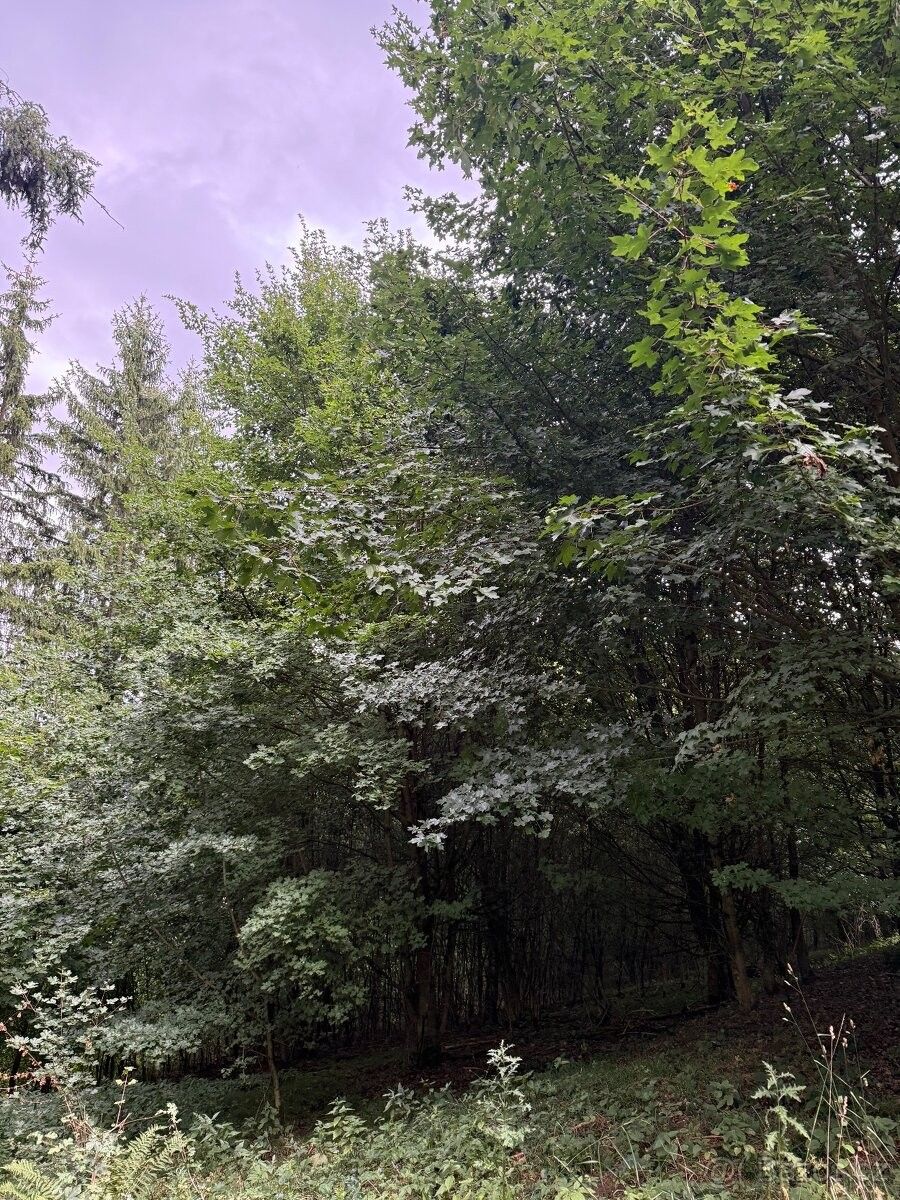 Pozemky pro bydlení, Valašské Klobouky, 766 01 - 2