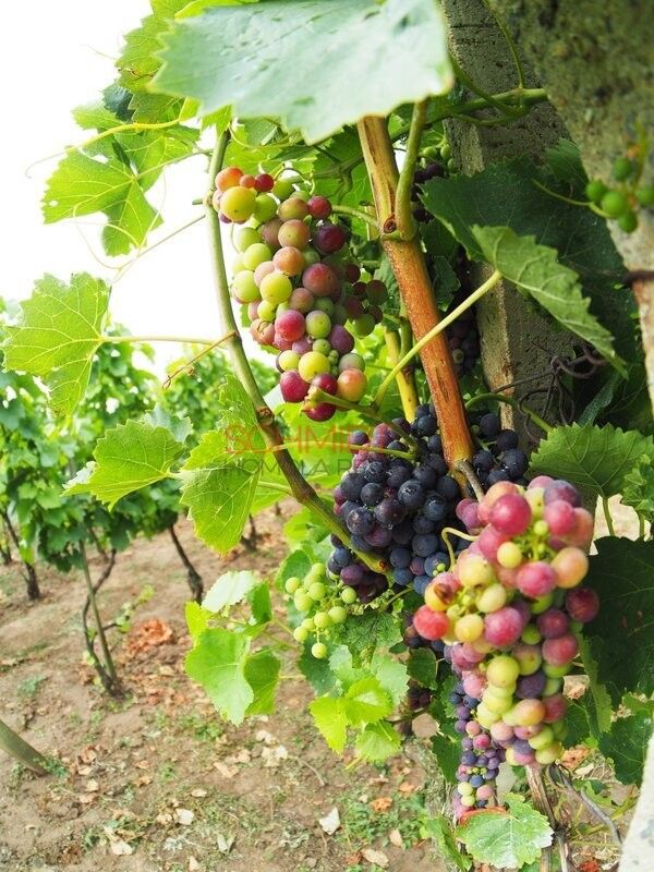 Prodej pozemek pro bydlení - Kobylí na Moravě, 691 10