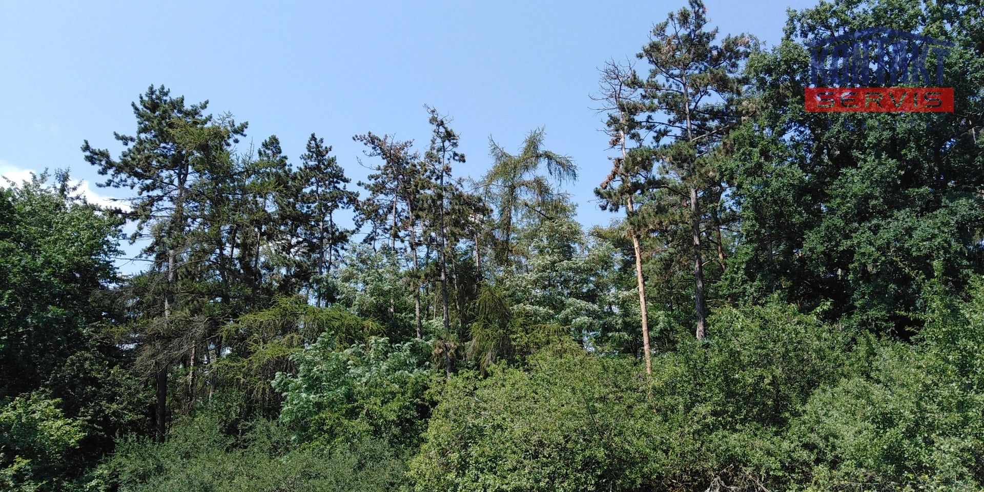 Prodej les - Kaceřov - 5