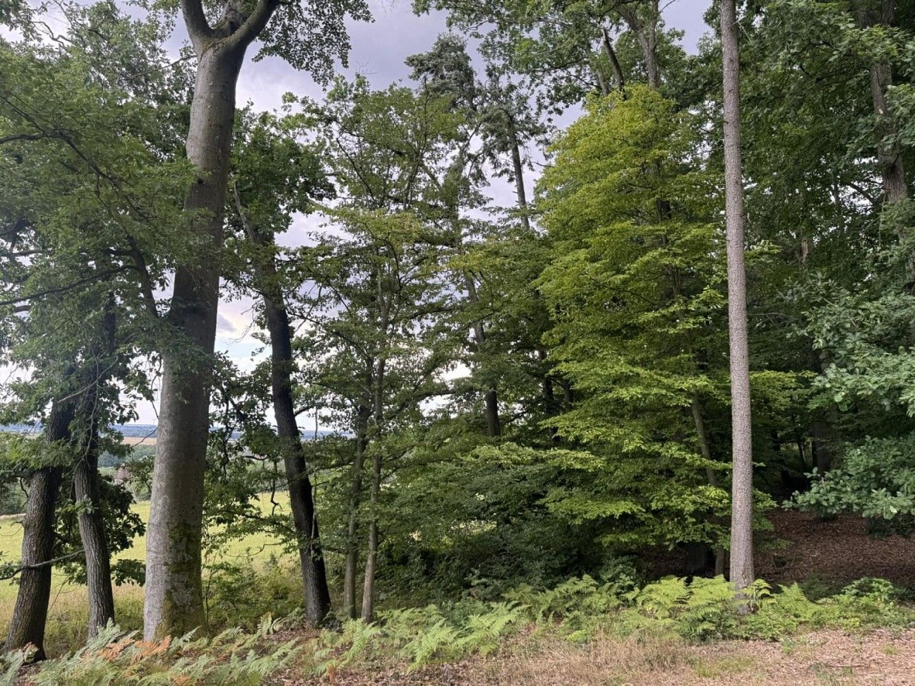 Prodej les - Dobříč - Čivice, okres Plzeň-sever, Plzeňský kraj - 2