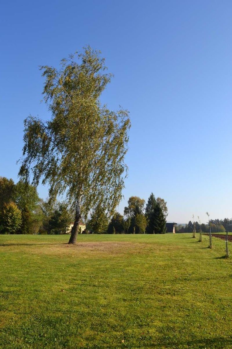 Chata · Martínkovice, Královéhradecký kraj - 3
