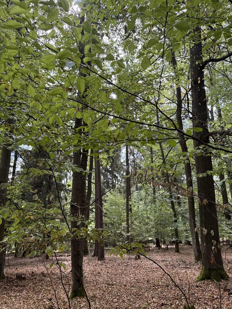 Les · Braníškov - 4