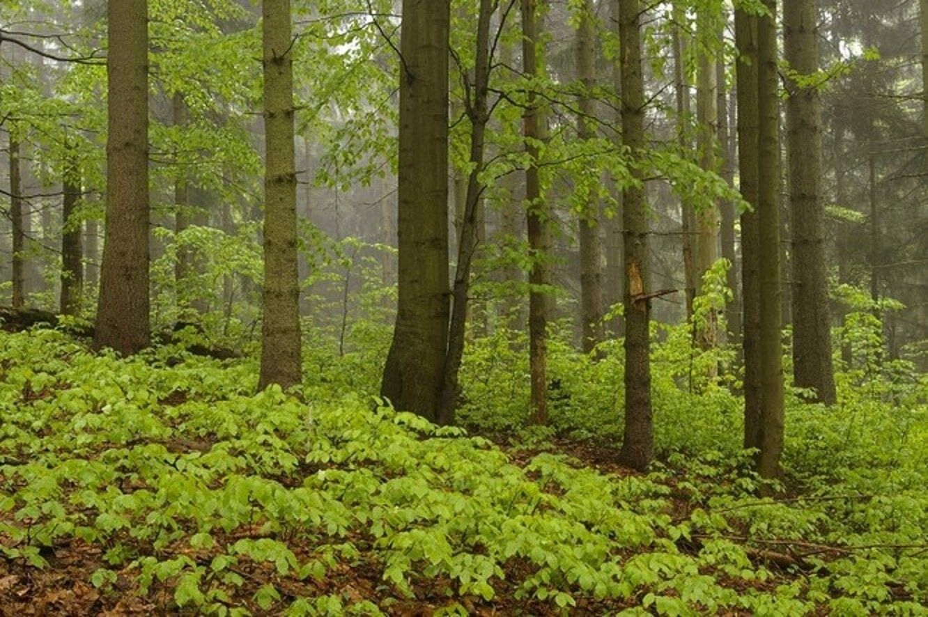 Lesy, Špindlerův Mlýn, 23 084 m²