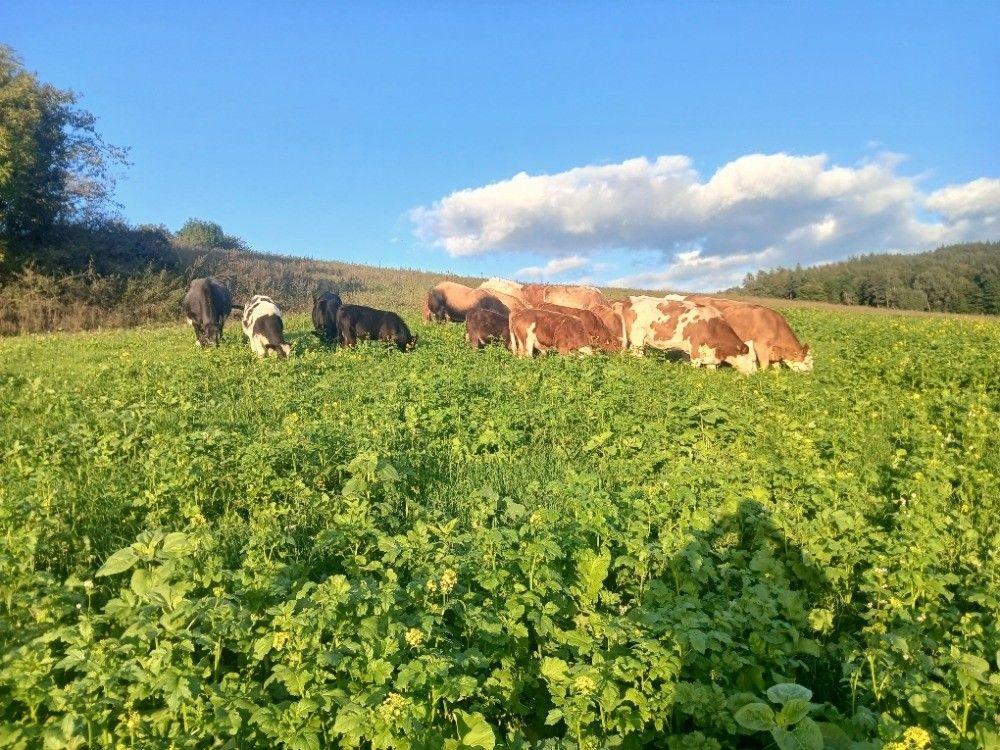 Pronájem pozemek pro bydlení - Klatovy, 339 01