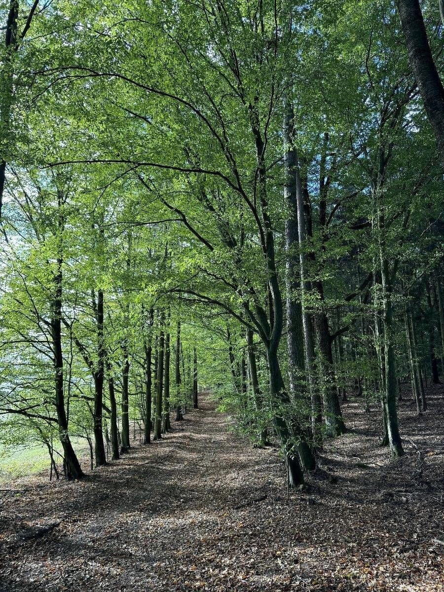 Pozemky pro bydlení, Zábřeh, 789 01