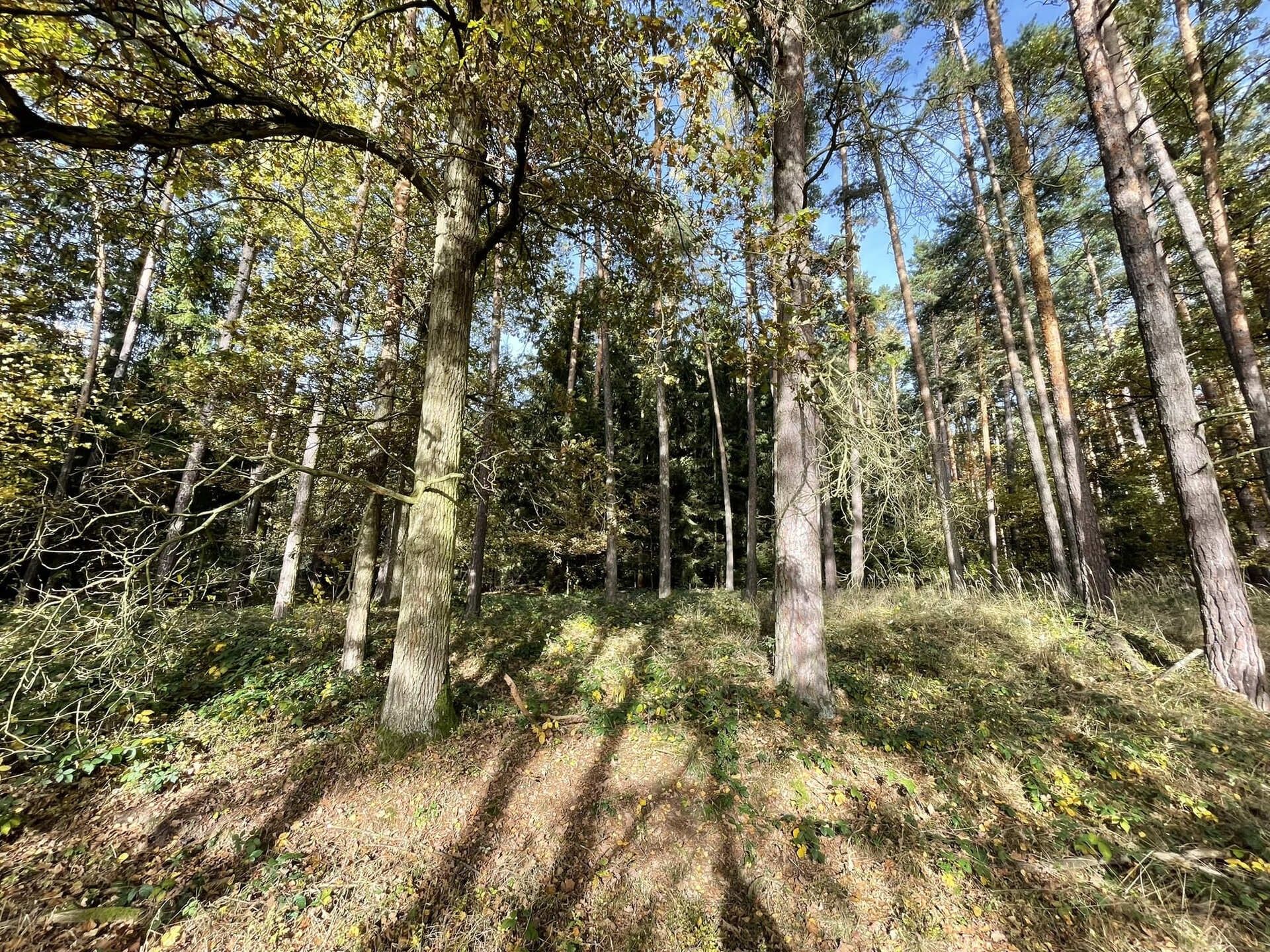 Lesy, Lipí Kaliště u Lipí, 21 899 m² - 1