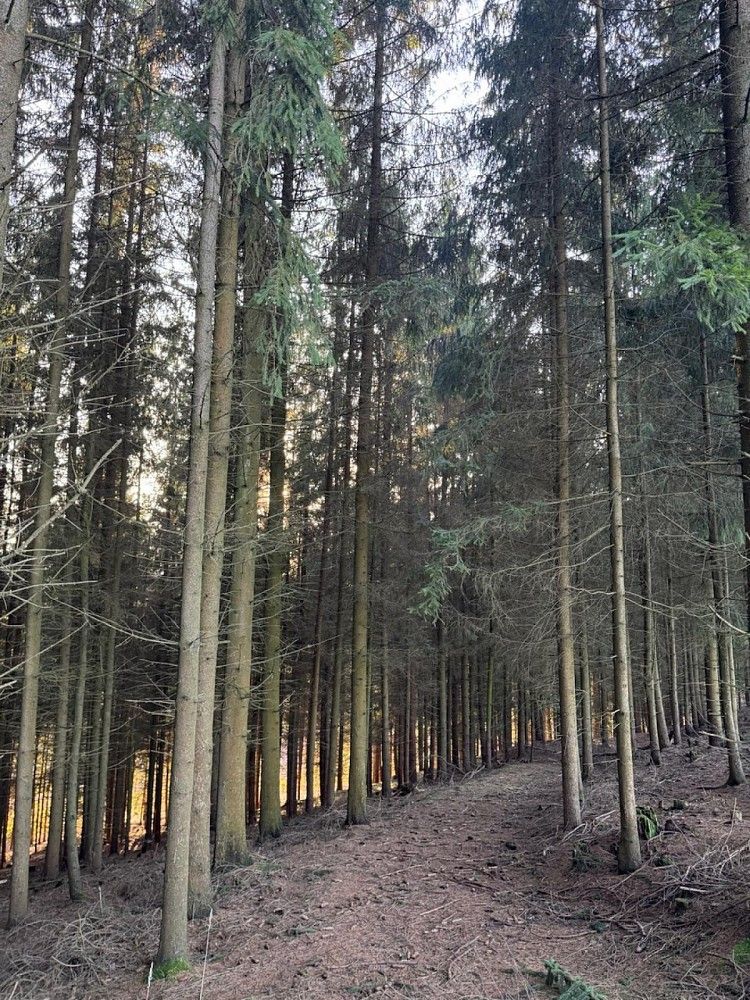 Les · Stará Paka - Císařský, okres Jičín, Královéhradecký kraj - 4