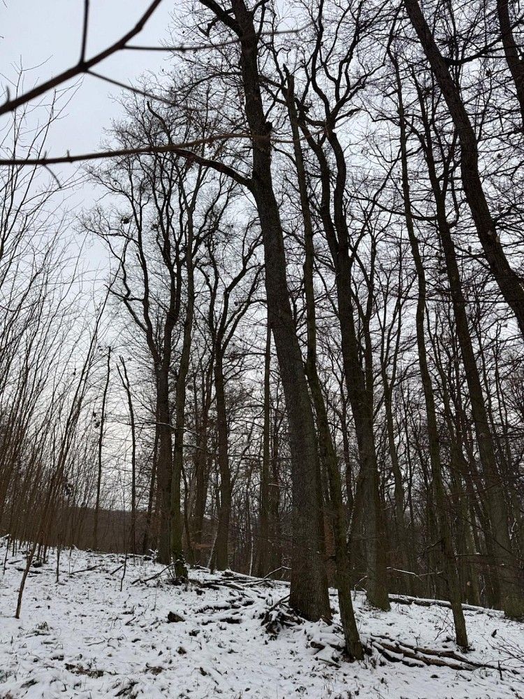 Lesy, Diváky, okres Břeclav, Jihomoravský kraj - 2