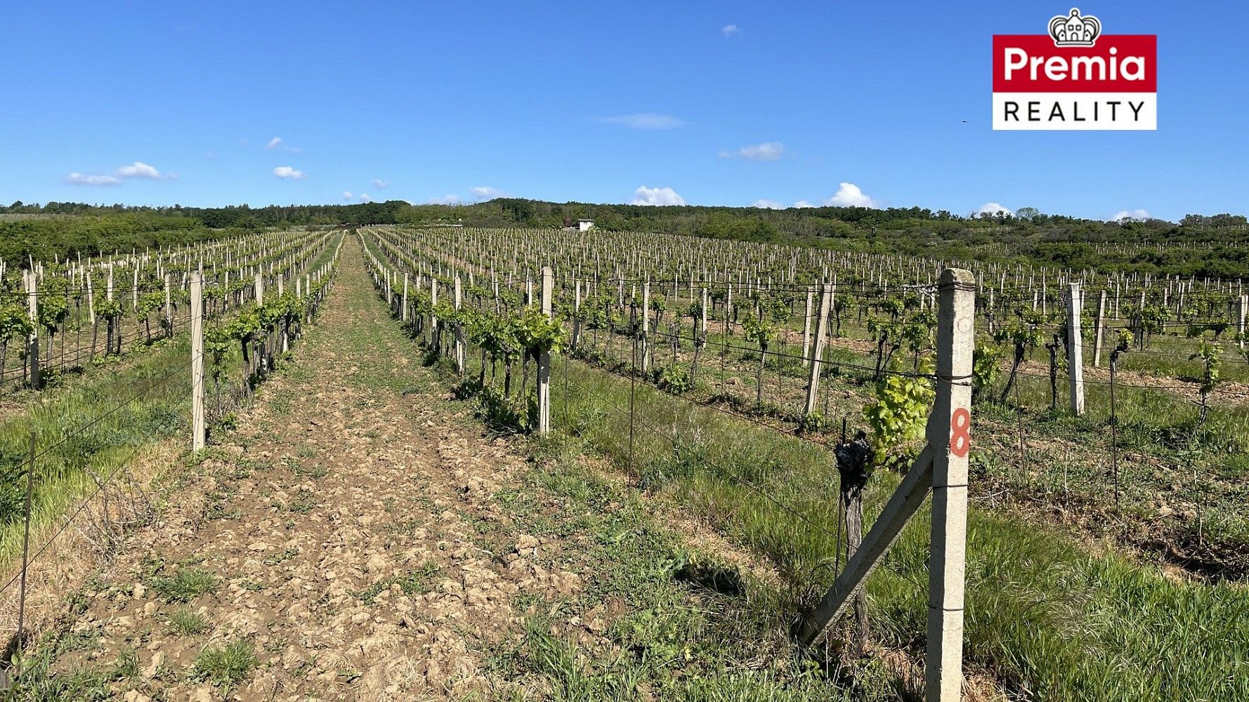 Prodej zemědělský pozemek - Nový Šaldorf-Sedlešovice, okres Znojmo, Jihomoravský kraj - 5