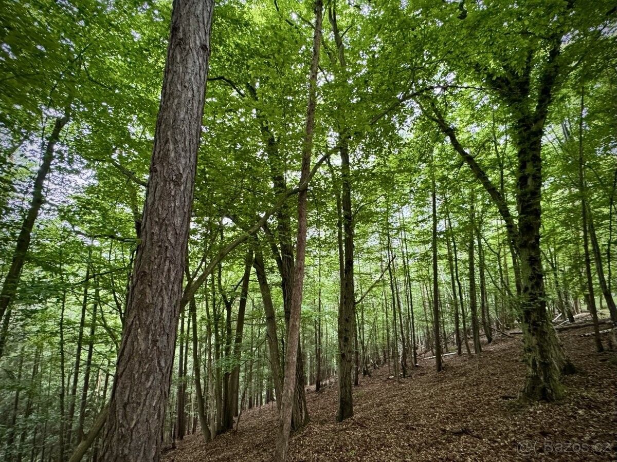 Pozemky pro bydlení, Proseč u Skutče, 539 44